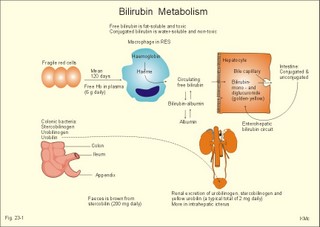 Normal bilirrubin metabolism