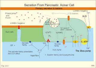 Secretion of enzymes