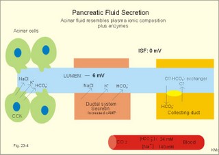 Secretion from pancreatic duct cells