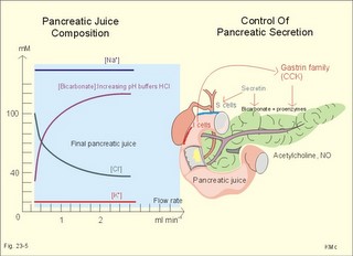Concentration of ions  in pancreatic juice