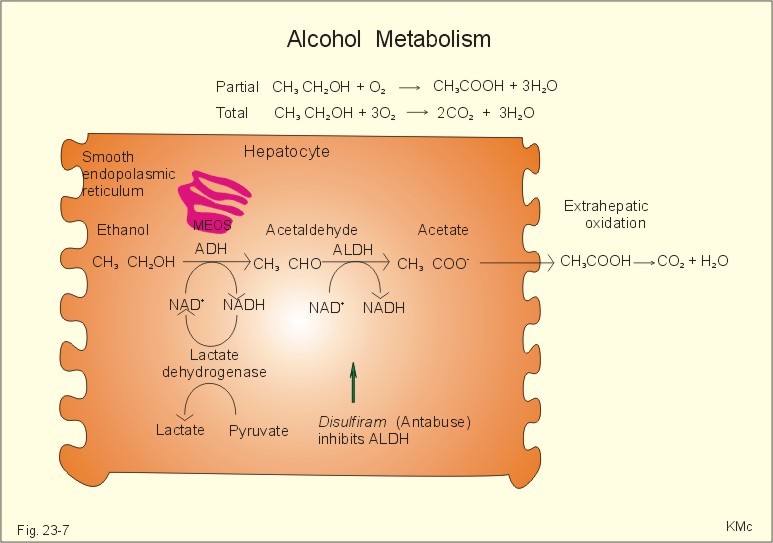 Alcohol Metabolism Liver