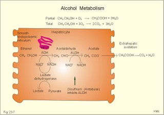 Alcohol metabolism