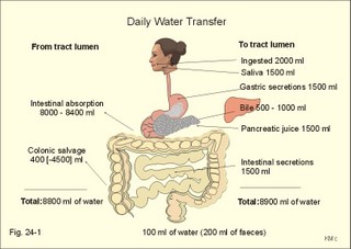 daily water transfer