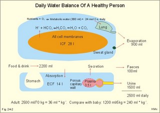 daily water balance