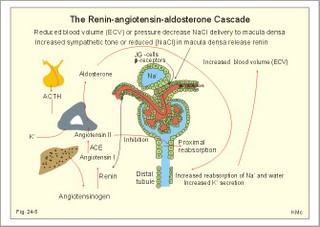 The renin-angiotensin-aldosterone cascade