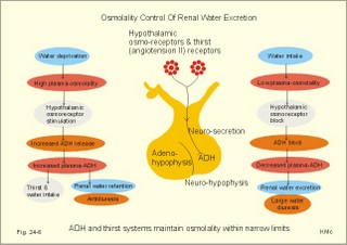 renal water excretion