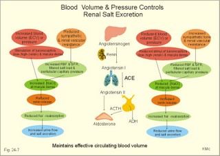 blood volume-pressure