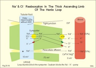 Reabsorption of NaCl