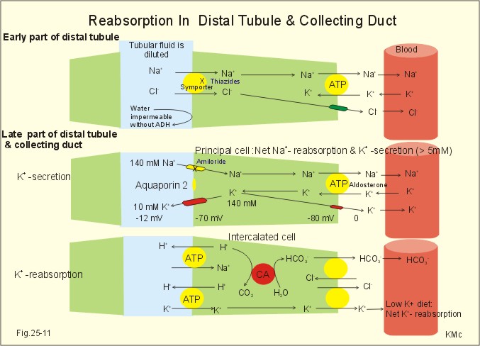 Cortical Collecting Tubule