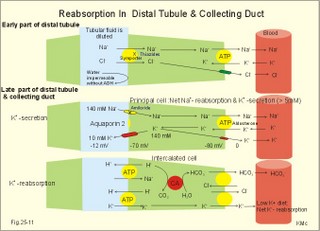 cellular transport processes