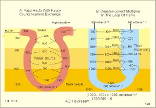 passive osmotic flux