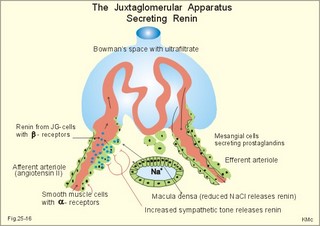 renin secretion