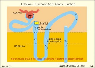 Lithium clearance