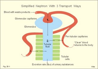 Renal transport