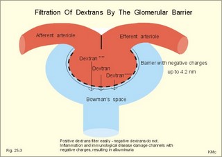 glomerular barrier