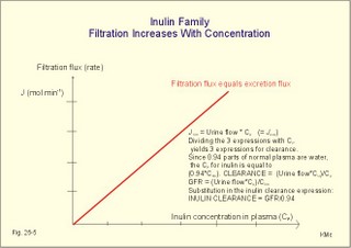 inulin family of substances