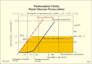 Renal Glucose rates