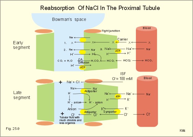 What is the function of the proximal convoluted tubule?