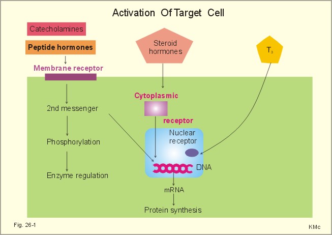 peptide hormone action