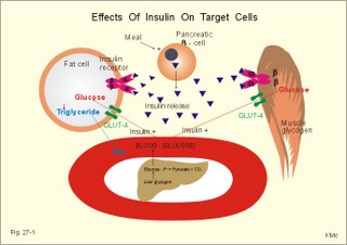 Effects of insulin