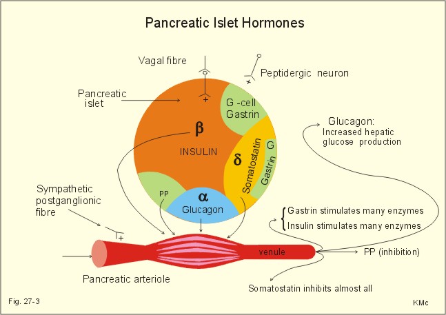 New Human Physiology Ch 27