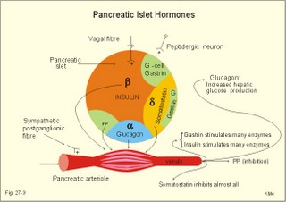 pancreatic islet hormones