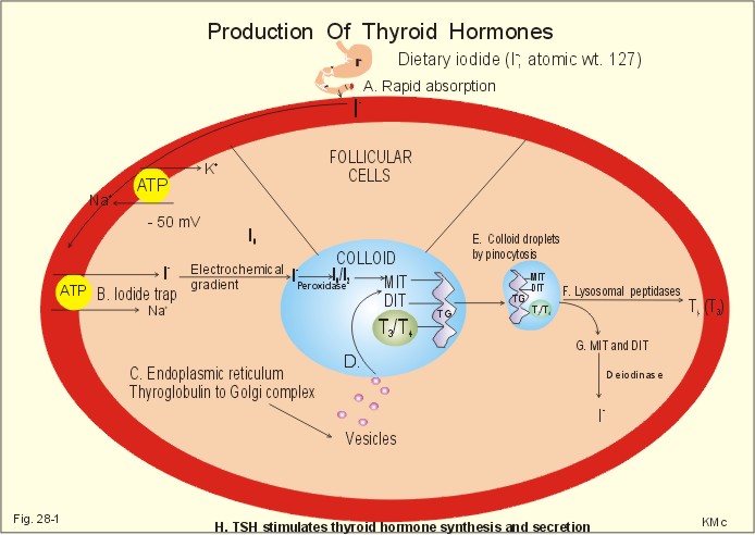 28-1: The production and secretion of thyroid hormones.