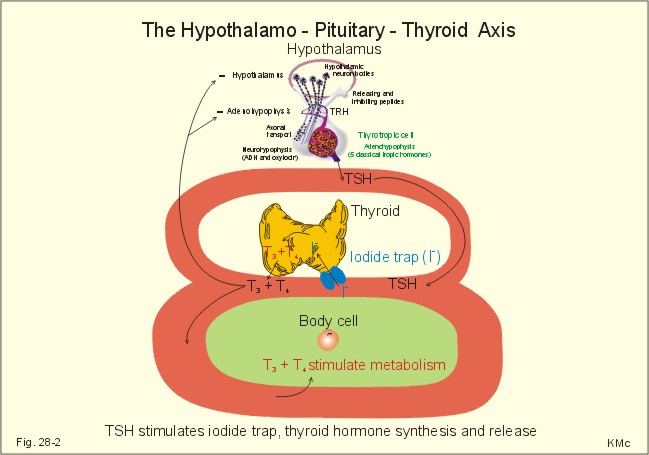 hypothalamus and pituitary gland. the hypothalamic-pituitary