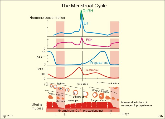 and other uterine cells.