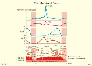 The menstrual cycle