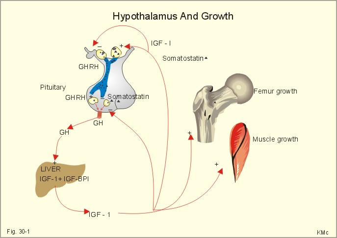 Growth hormone - Wikipedia, the free.
