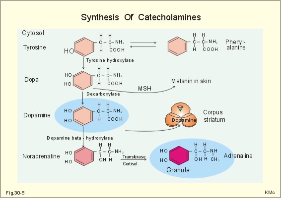 synthesis of noradrenaline