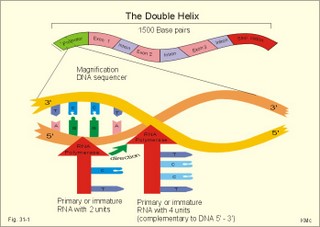 The double helix