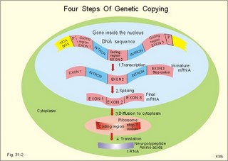 mRNA