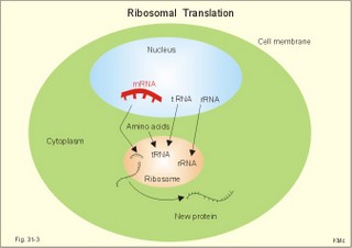 ribosomal translation