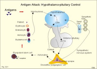 immune system