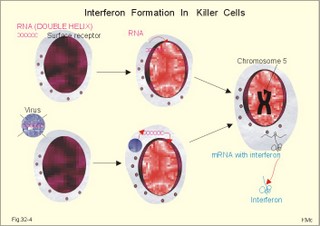 macrophages