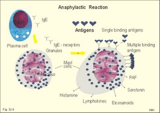 mast cells