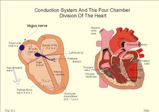 The cardiac conduction system