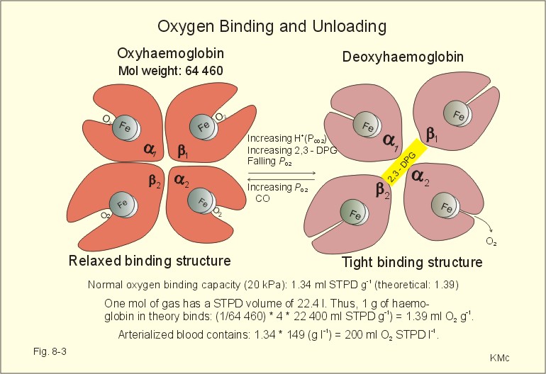 Haem Structure