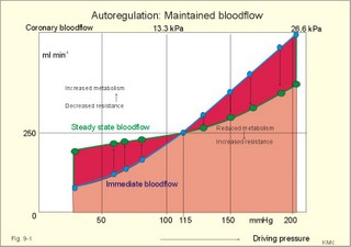 Autoregulation