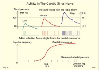 carotid sinus nerve