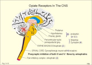 Opiate receptors in the CNS