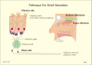 The olfactory region