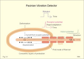 The Pacinian corpuscle