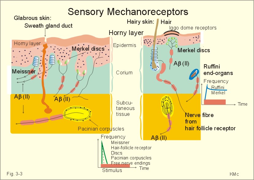 New Human Physiology Ch 3