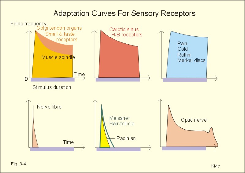 What are the four different types of general sensory receptors?