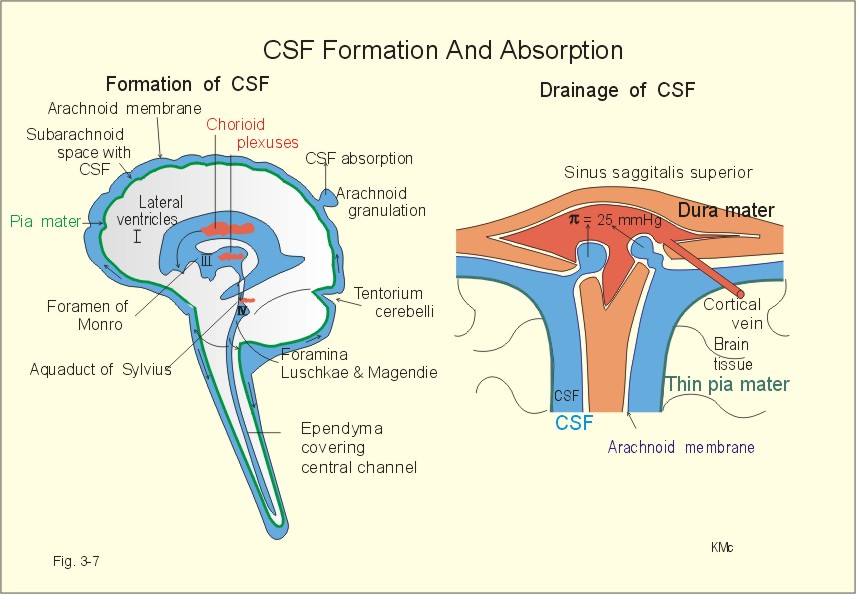 Fig. 3-7: Anatomical structures involved in CSF-formation and