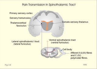 The spinothalamic tracts