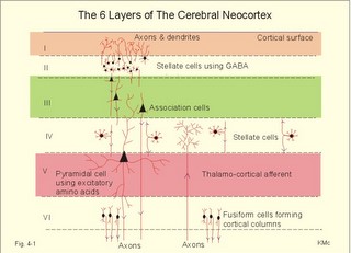 The cerebral neocortex